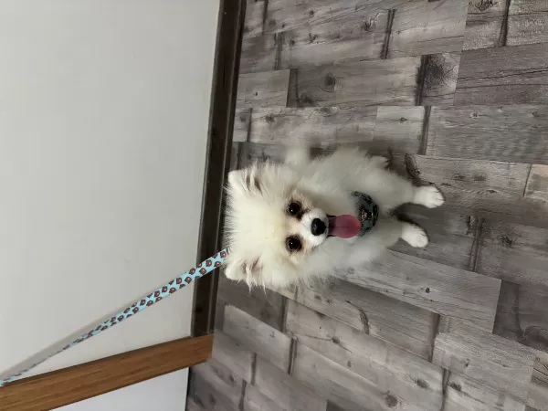 Aşılı Karneli Yavrumuz Yeni Yuvasını Bekliyor