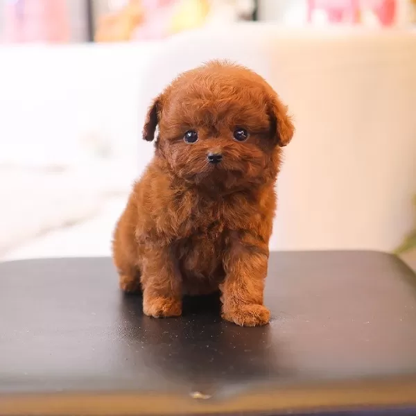 Saglik Ve Irk Garantili Toy Poodle Yavrularim
