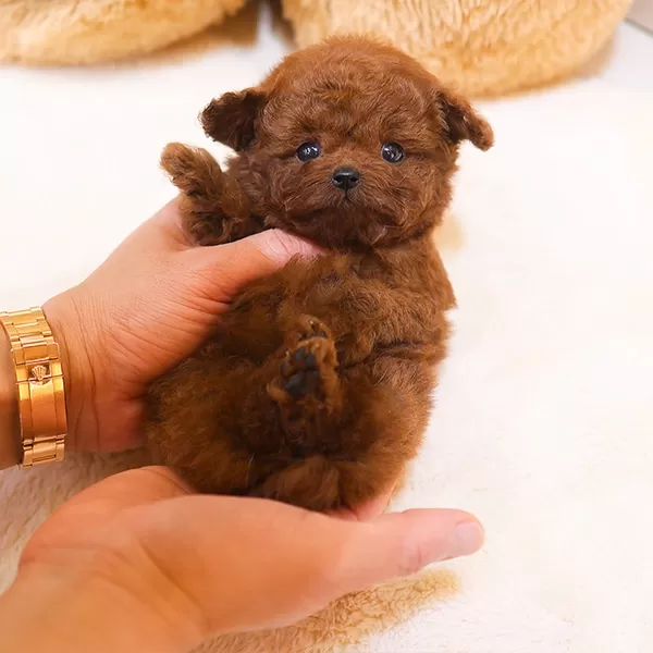 Saglik Ve Irk Garantili Toy Poodle Yavrularim