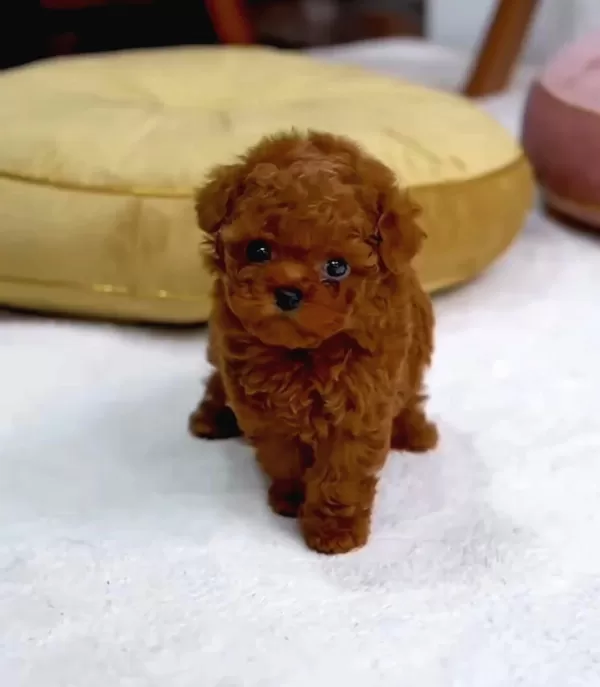 Toy Poodle Sahiplendirme