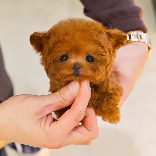 Teddy Face Koreli Toy Poodle Bebişlerimiz