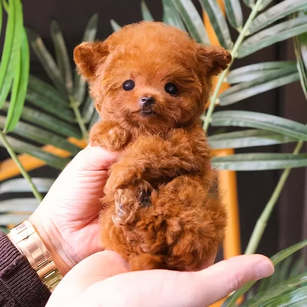 Teddy Face Koreli Toy Poodle Bebişlerimiz