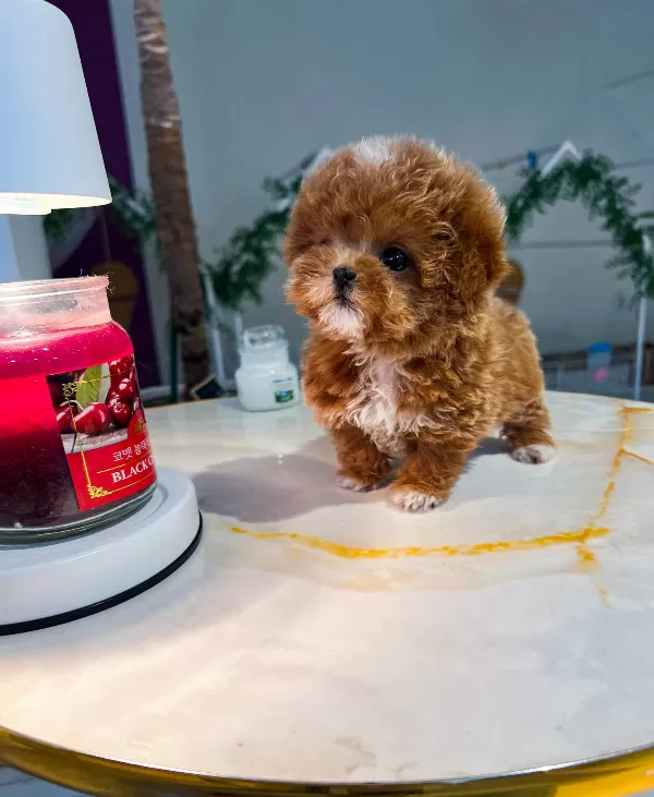Super Star Adayi Cok Poncik Toy Poodle Yavrularim
