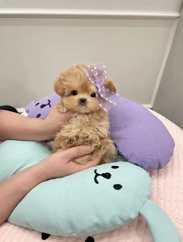 Eğitimli Korean Toy Poodle Bebişlerimiz