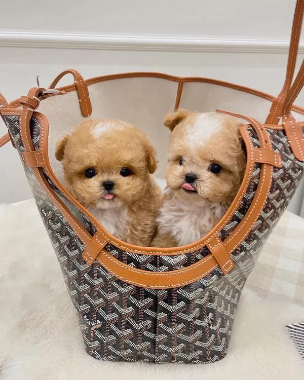 Party Clour Renk Yapılı Kore Poodle Bebeklerimiz