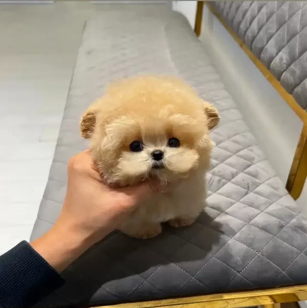 Korenin En Tatlı Akıllı Toy Poodle Bebişlerimiz