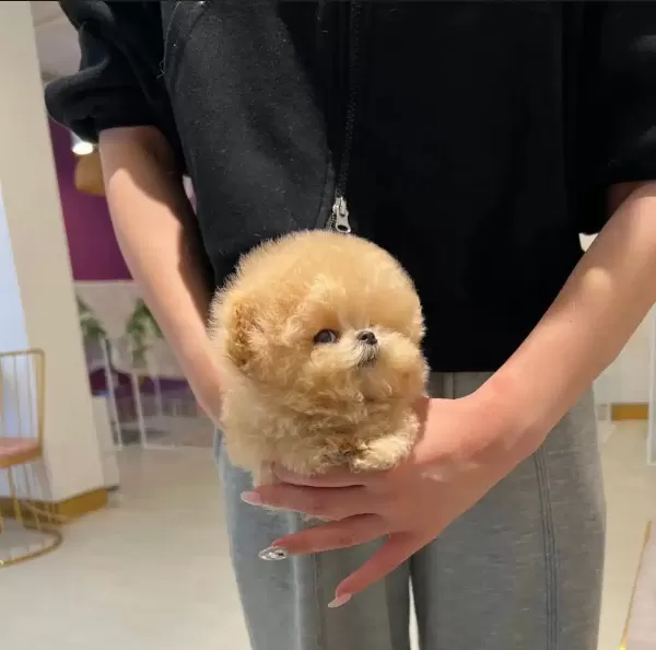 Korenin En Tatlı Akıllı Toy Poodle Bebişlerimiz