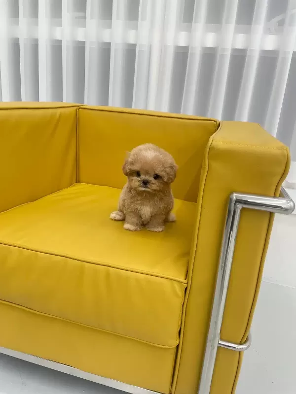 Ayı Surat Biblo Korean Toy Poodle Bebişlerimiz