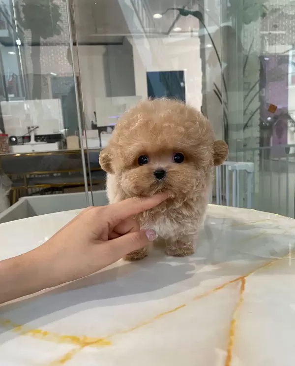 Pofuduk Özel Kore Toy Poodle Bebeklerimiz