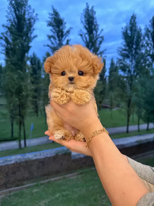 Antialerjik Kore Toy Poodle Bebişlerimiz