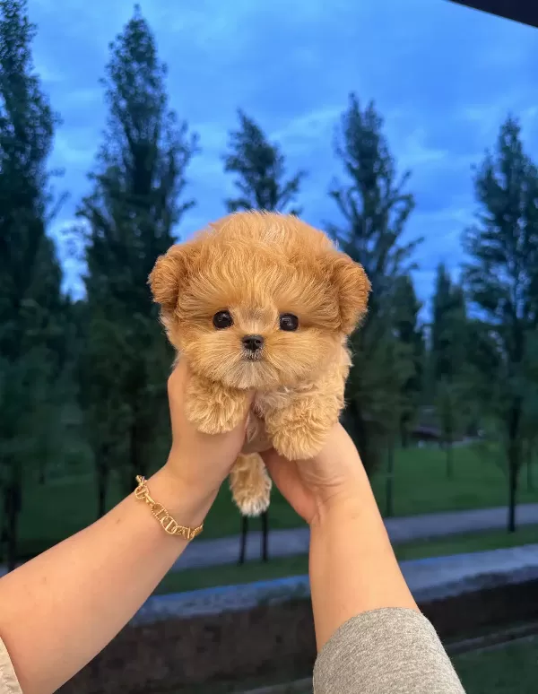 Antialerjik Kore Toy Poodle Bebişlerimiz