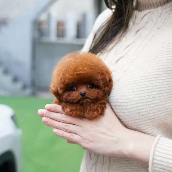 Irk Ve Sağlık Garantili Kore Toy Poodle Bebeklerimiz
