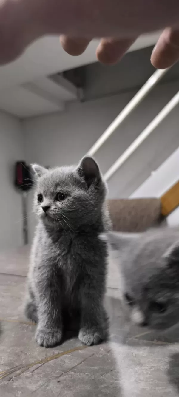 British Shorthair Yavruları