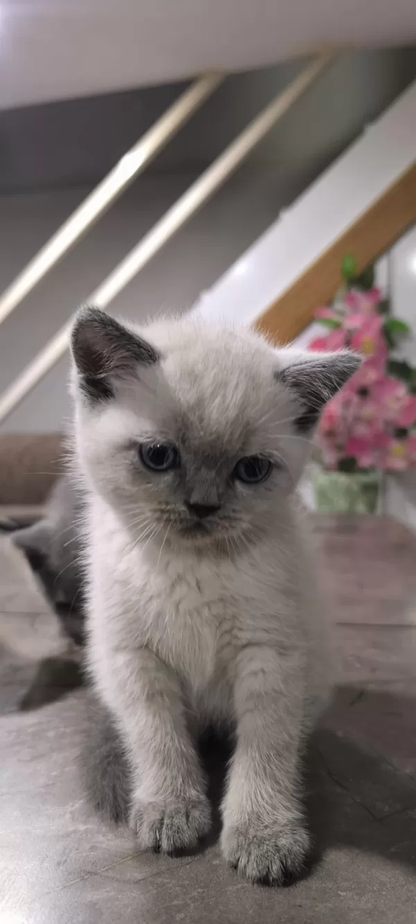 British Shorthair Yavruları