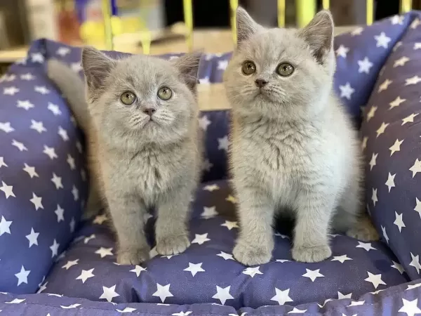 British Shorthair Yavruları