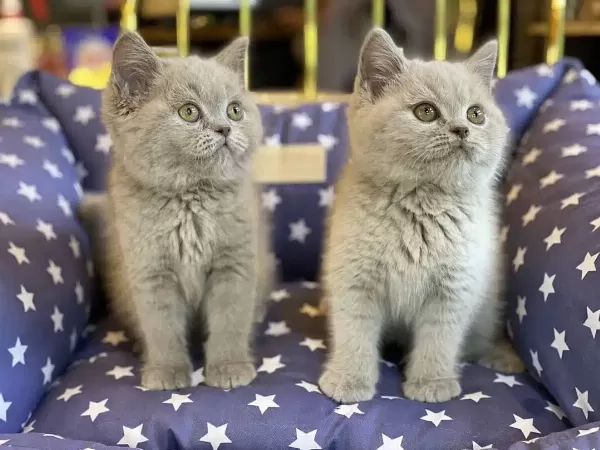 British Shorthair Yavruları