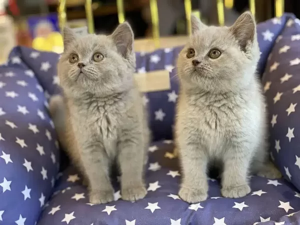 British Shorthair Yavruları