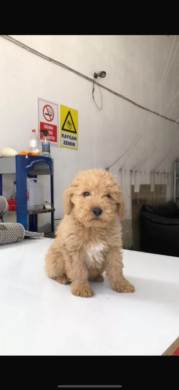 Safkan Toy Poodle Yavrular Yeni Ailesini Arıyor