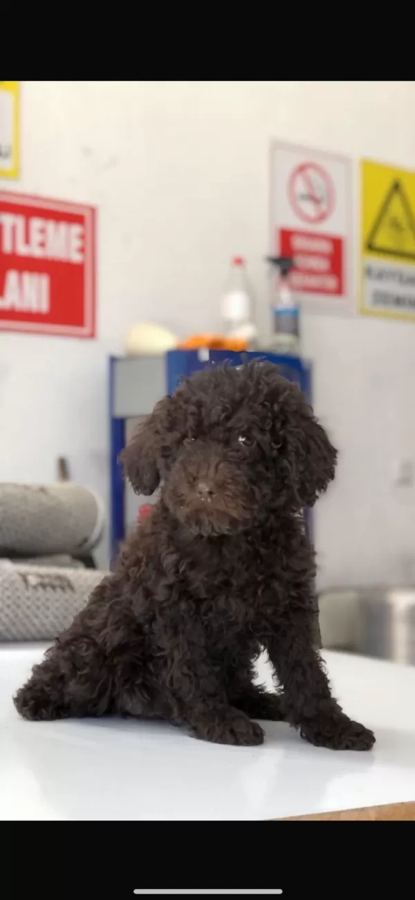 Safkan Toy Poodle Yavrular Yeni Ailesini Arıyor