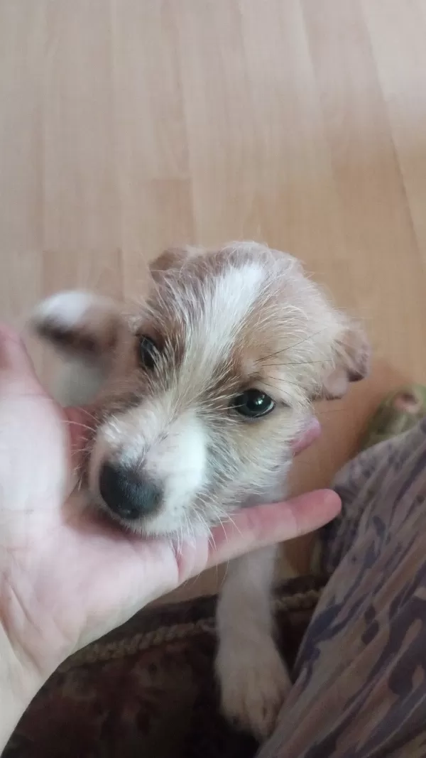 Anne Jack Russell Baba Maltese