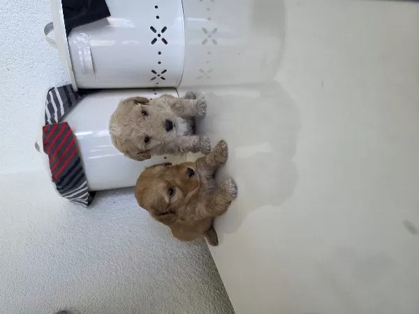 Çok Büyümeyen Minyatür Minnaklarım Teslime Hazır