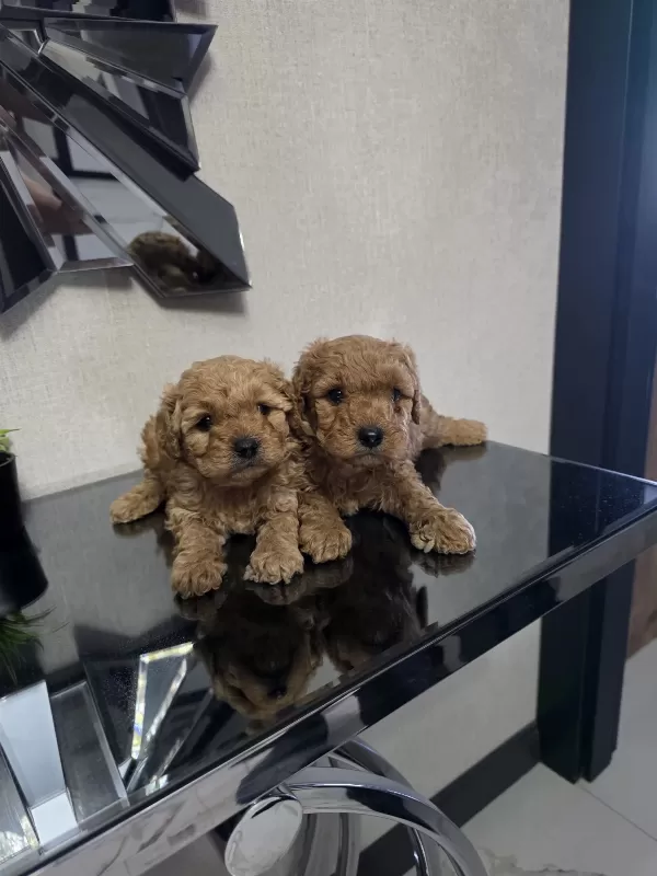 Teslime Hazır Poodle Minnaklarım