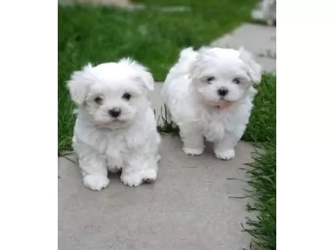 Topaç Gibi Maltese  Bebeklerimiz