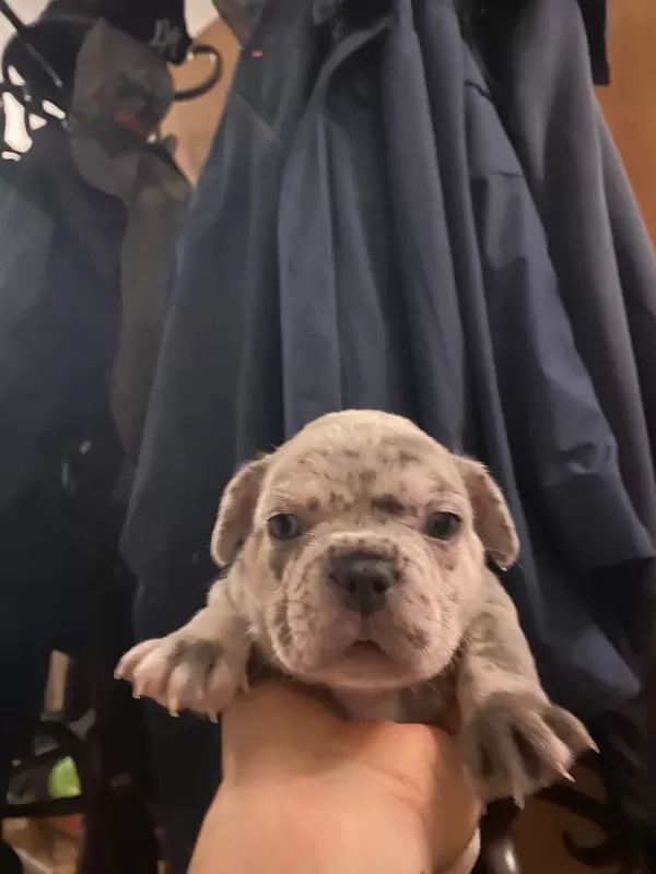French Bulldog Yavrularımız Teslim Edilmeye Hazırdır
