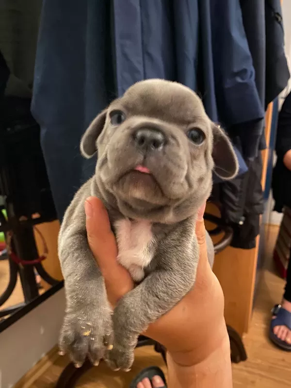 French Bulldog Yavrularımız Teslim Edilmeye Hazırdır