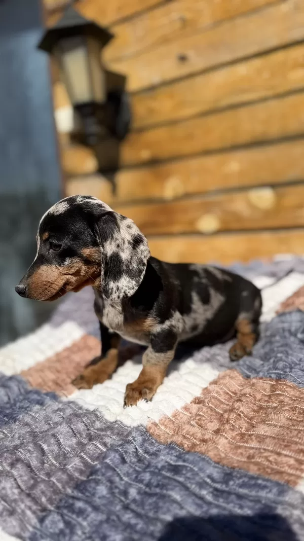 İki Yüzlü Sosis Köpek