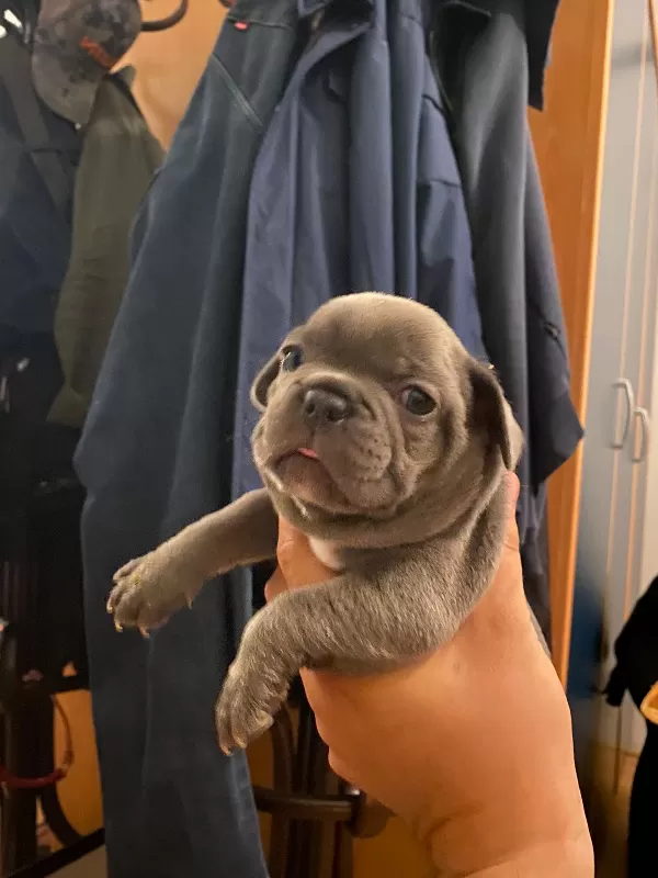 French Bulldog Yavrularımız Teslim Edilmeye Hazırdır