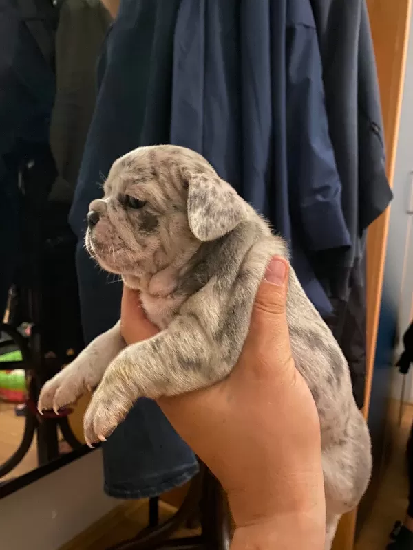 French Bulldog Yavrularımız Teslim Edilmeye Hazırdır