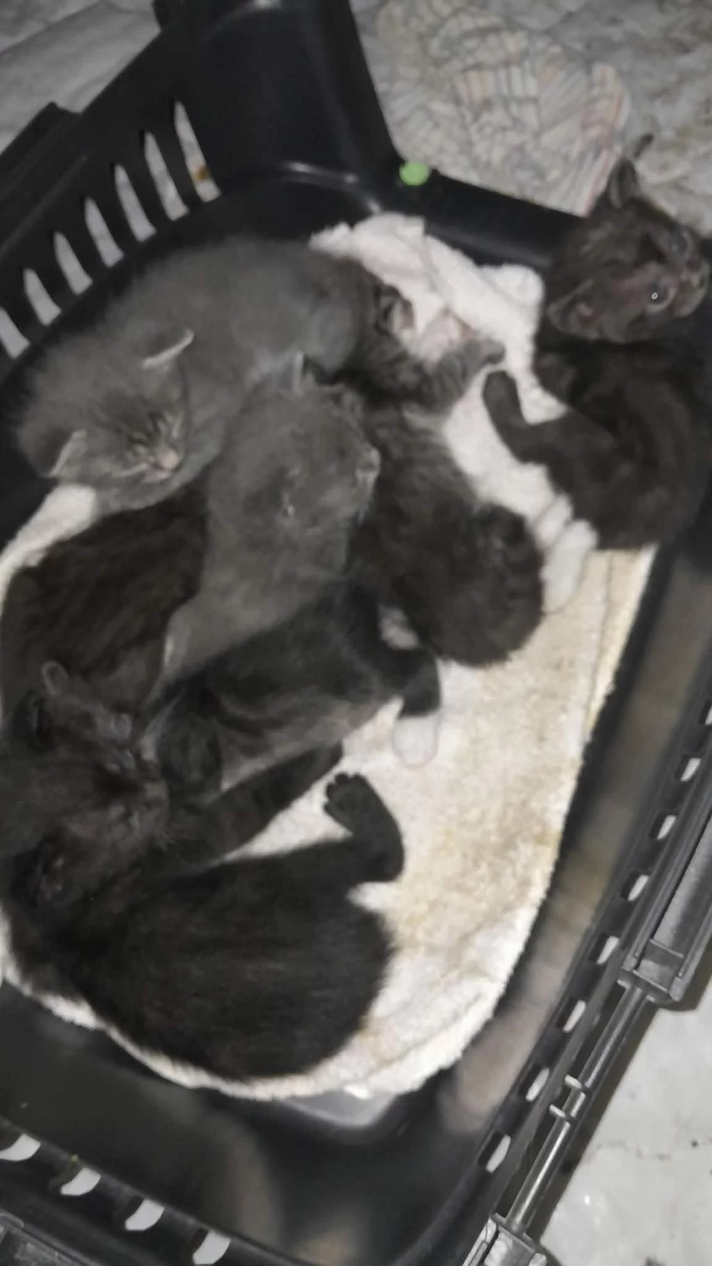 4 Yavru Ve Anne Kediye Yuva Arıyoruz