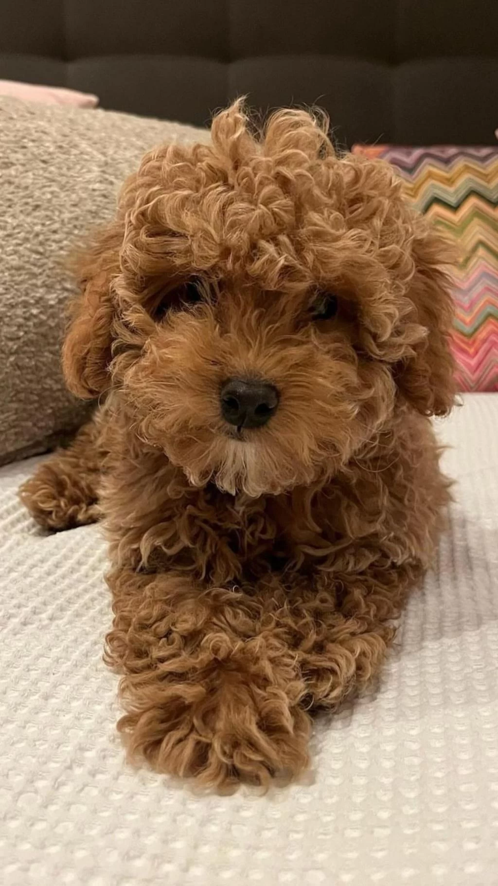 En İyisinden Erkek Dişi Poodle Bebekler