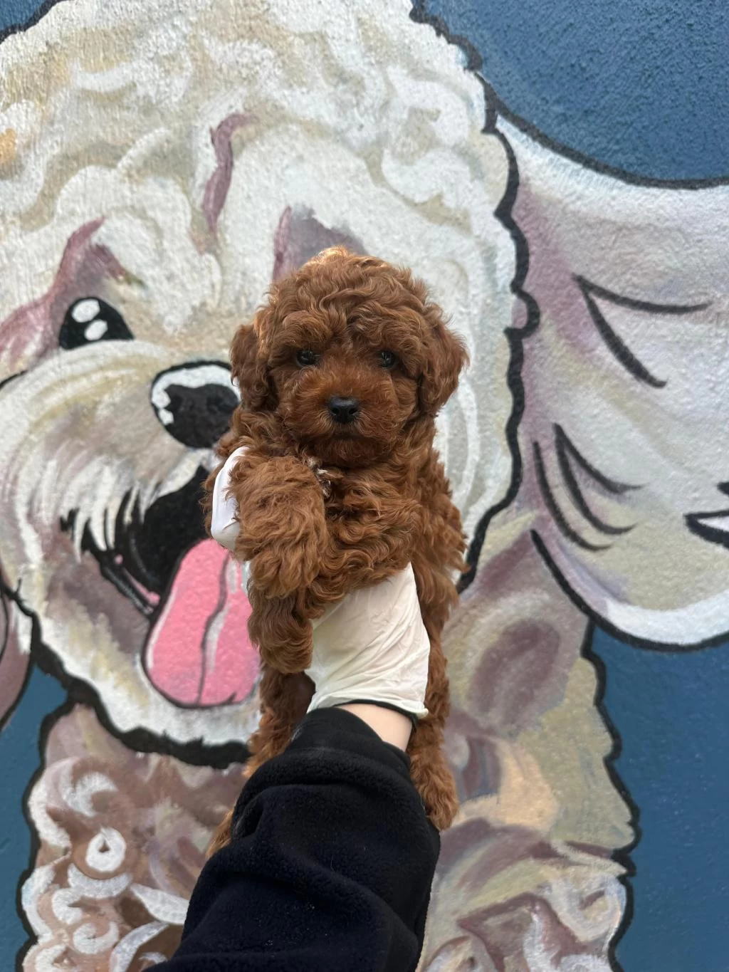 Kaliteli Toy Poodle Bebekler