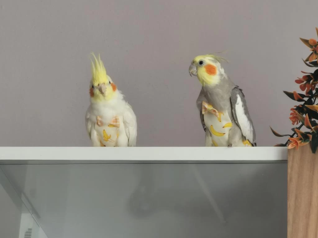 Sultan Papağanı Dişi Ve Erkek