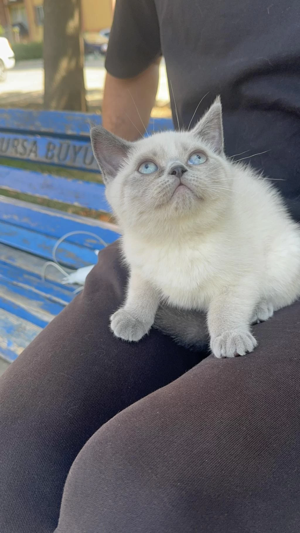 Blue Point British Yavrumuz