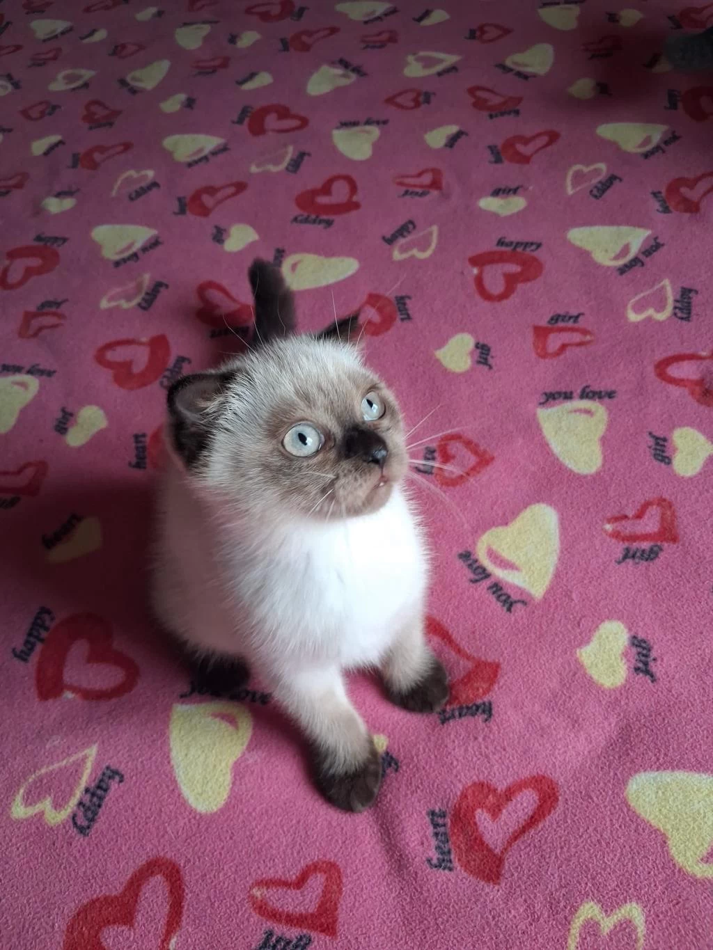 British Shorthair Yavrularımız