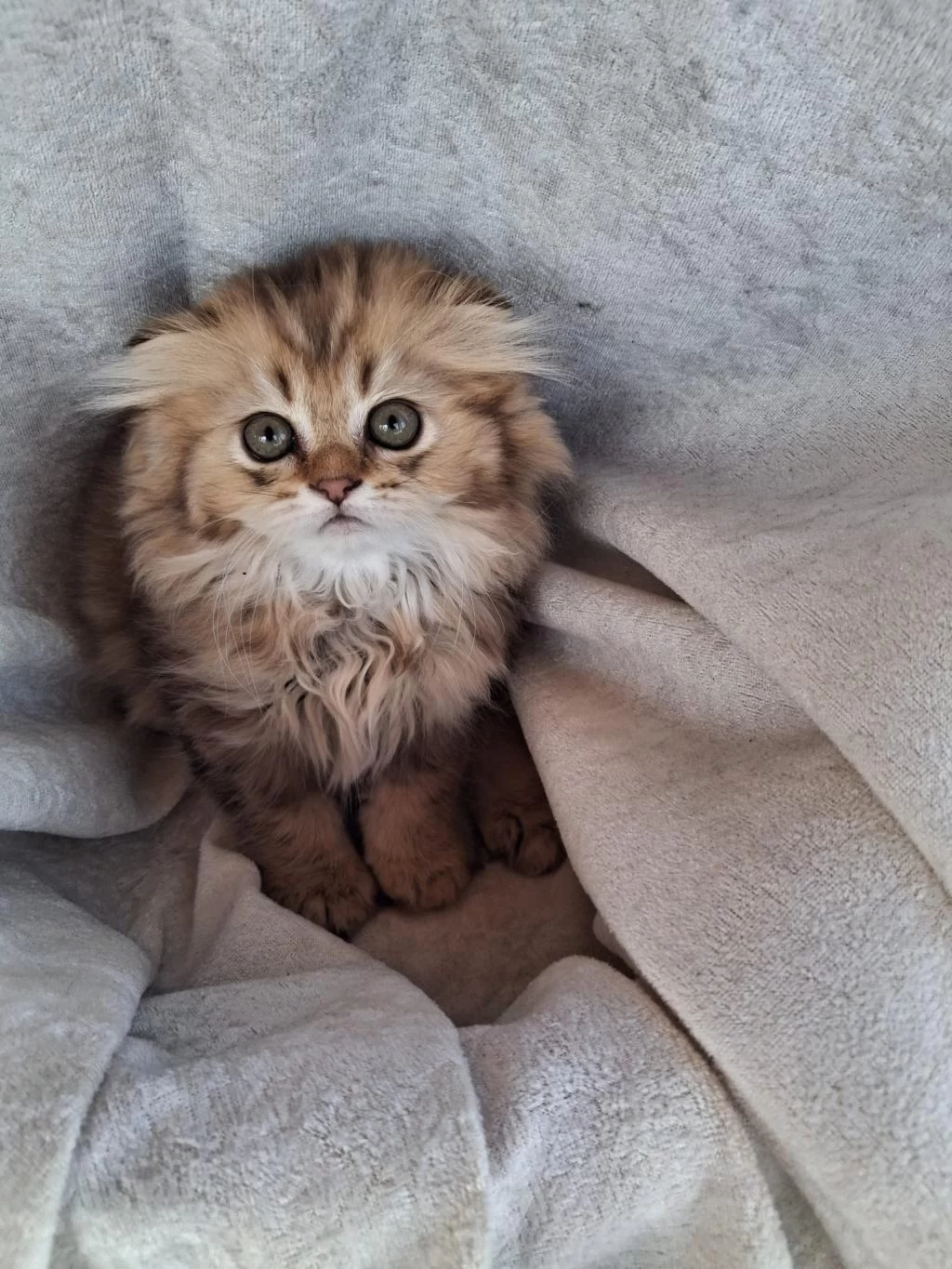 Scottish Fold Ve British Shorthair Yavrularımız