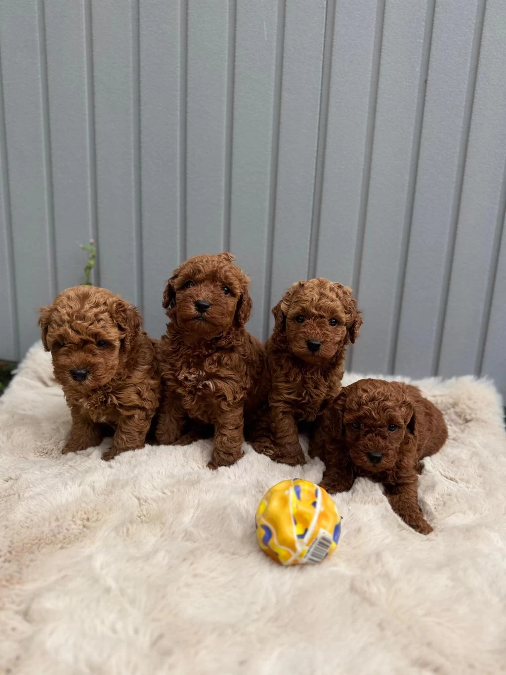 Erkek Dişi Poodle Bebekler