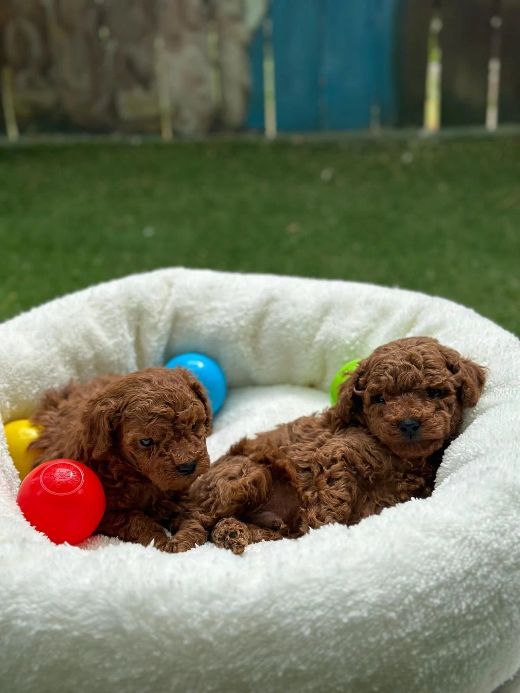 Sevimli Toy Poodle Yavrular