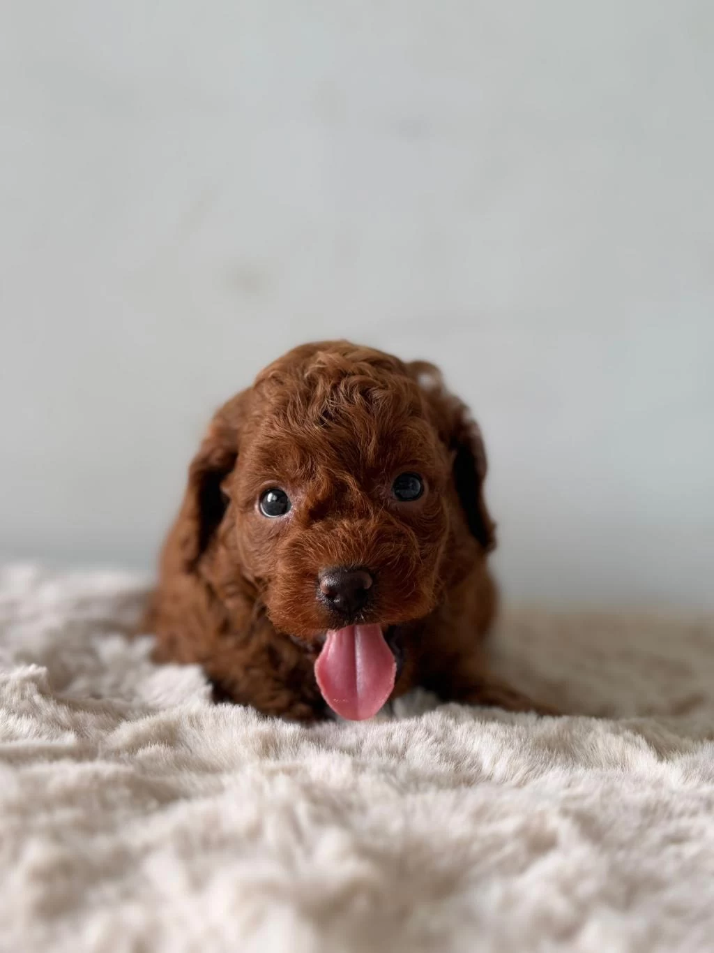 A Kalite Toy Poodle Bebekler