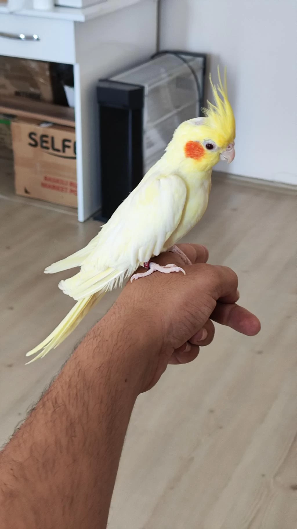 Takas Sultan Papağanı Lutino Dişi
