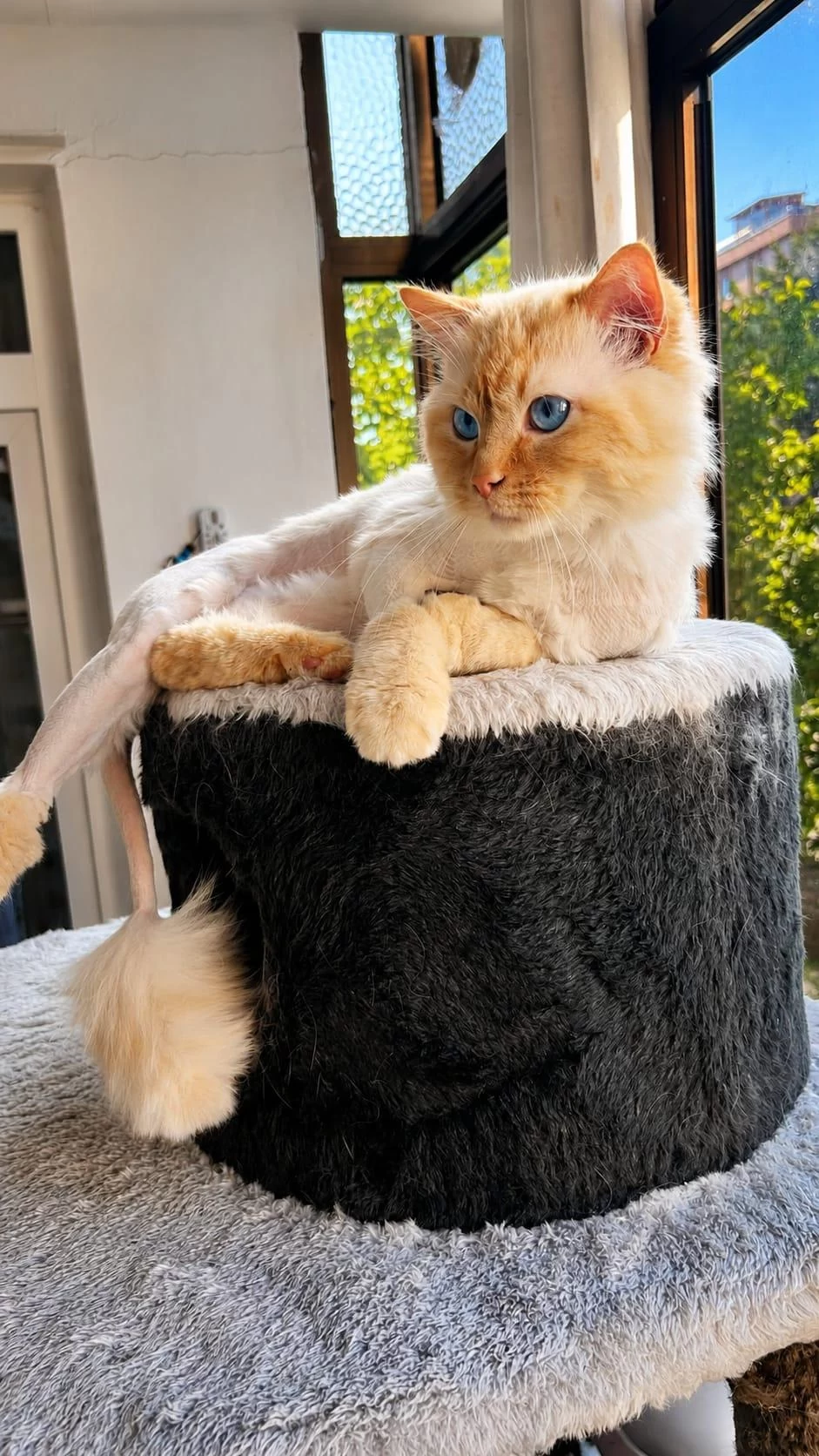 Ragdoll Kedimiz Ücretsiz