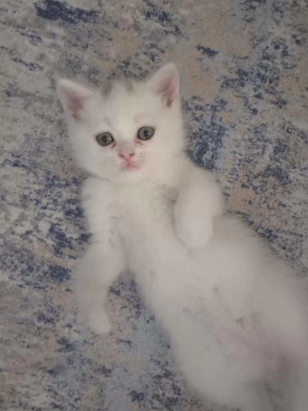 British Shorthair Kedisi