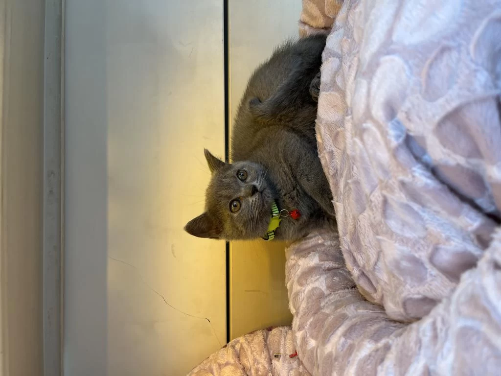 British Shorthair 2 Aylık