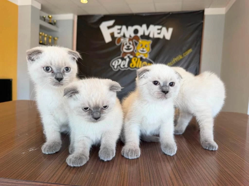 Scottish Fold Ve British Shorthair Yavrulari Ankara
