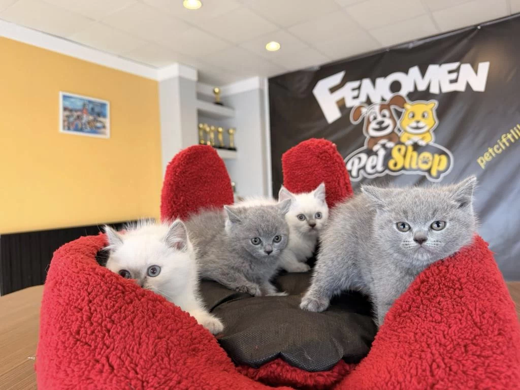 Orjinal British Shorthair Yavrularimiz Safkan Belgeli