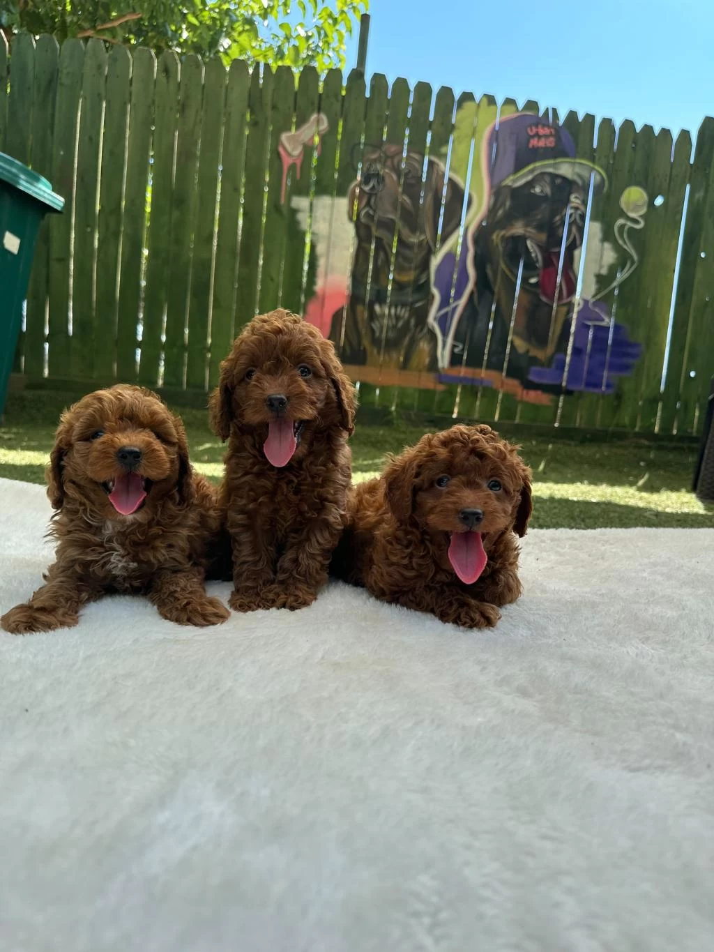 Ruhsatli Poodle Evinden Bebeklerimiz
