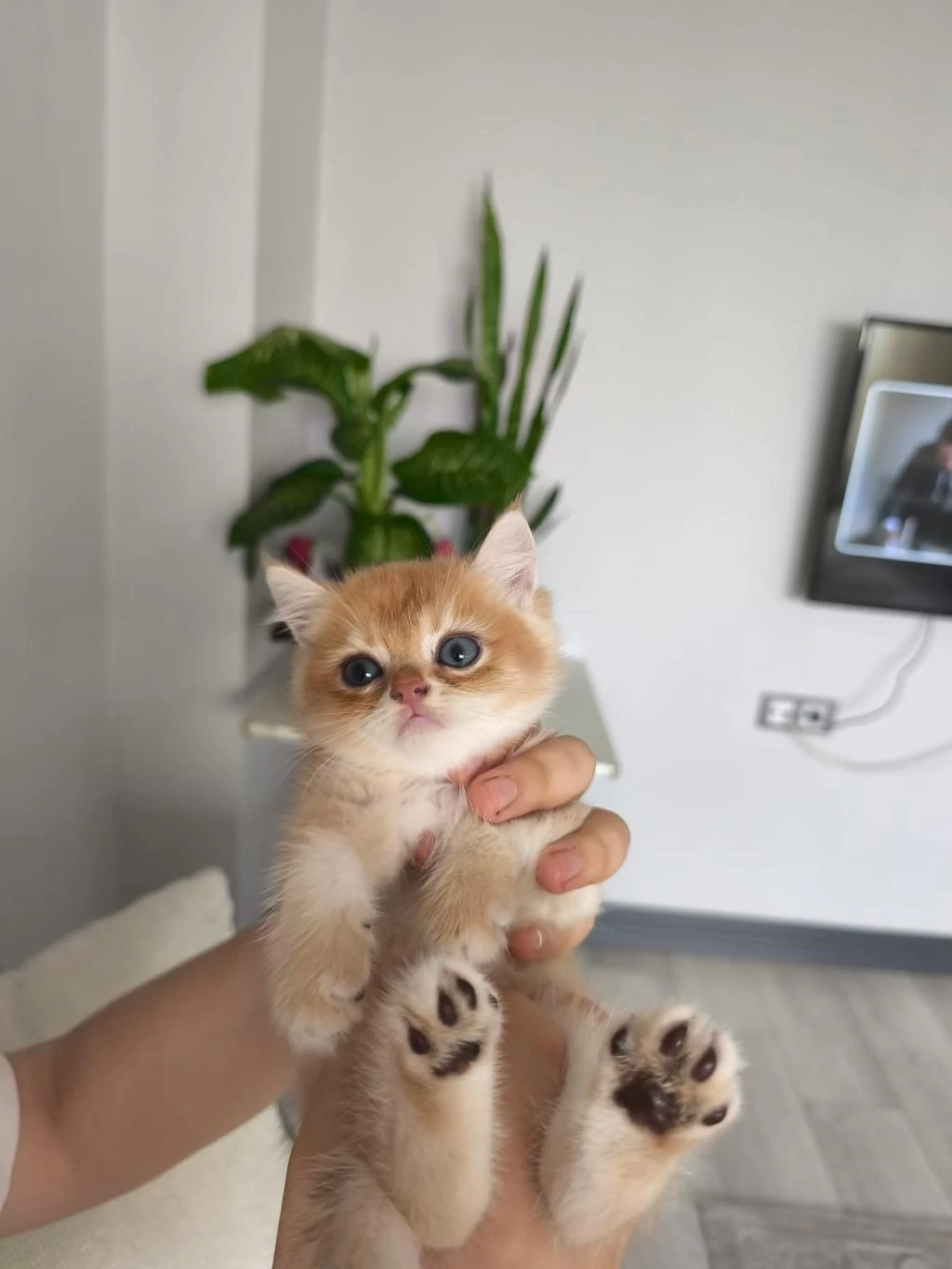 Kedimiz Ücretsiz Değildir